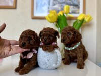 Toy Poodle Safkan Yavrular