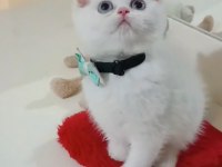 Dünya tatlısı scottish fold ve british yavrularım