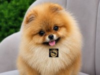 Pomeranian Boo yavrularımız