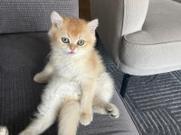 NY11 ERKEK KEDİMİ ÇİFTLEŞTİRMEK İÇİN DİŞİ ARANIYOR