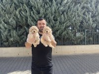 WC EGİTİMLİ MALTİPOO YAVRULARIMIZ DİŞİ ERKEK ANKARA