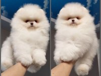 Ankarada ziyarete açık pomeranian yavrularımız