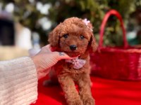 Toy poodle yavrular