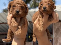 Kore poodle çok sevimli yavrular