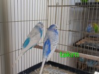 Takım yavru dişi erkek muhabbet kuşu
