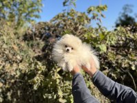 Pomeranian Boo Kız Bebek