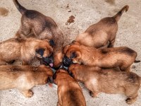 ORJİNAL SAF BELÇİKA MALİNOİS DELİ BUNLAR