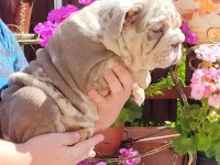 SİTENİN EN RENKLİ EN MÜTEVAZİ BULLDOG ŞEKERLERİ