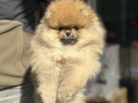 Petmode köpek çiftliğinden teddy face surat pomeranian