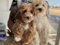 Wc eğitimli maltipoo yavrularımızı canlı görün