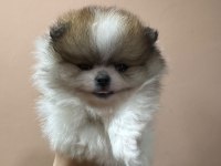 Pet ode köpek çiftliğinden teddy pomeranian
