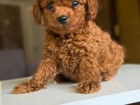Orjinal Teacup Poodle yavrumuz
