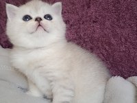 Ayı surat british yavrular