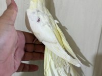 60 günlük kusursuz lutino bebek sultan papağanı