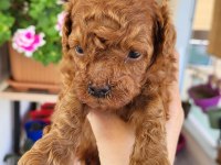 Korekan poodle erkek
