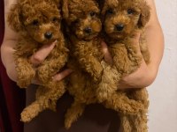 Toy poodle köpeği 2 aylık