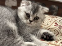 Scottish fold oğlumuz yeni yuvasını arıyor