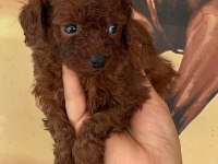 Sevgi dolu ailelerimiz için poodle bebekler