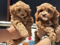 Petmode köpek çiftliğinde ziyarete açık kore maltipoo