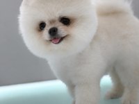 OYUNCAK GİBİ ORJİNAL POMERANIAN BEYAZ YAVRUMUZ