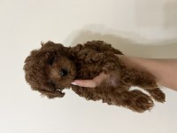 Erkek teacup kore poodle