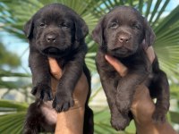 Labrador redriever sevimli yavrular