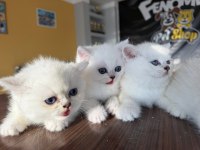 En güzel british shorthair yavrular renk renk ankara