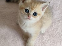 Safkan British Shorthair