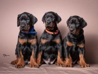 Üst Kalite Doberman Bebeklerim