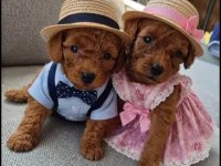 TATLI KUCUK POODLE MINIKLER