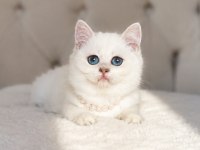 TEDDY BEAR İRİ GÖZ GERÇEK AYI SURAT BRİTİSH YAVRUM