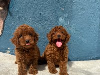 SEÇKİN POODLE YAVRULAR ZİYARETE AÇIK