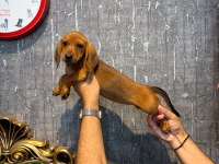 IRK VE SAĞLIK GARANTİLİ DACHSHUND (SOSİS) YAVRULARIMIZ