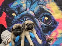 DİŞİ ERKEK PUG MOPS YAVRULARIMIZ