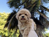 Maltipoo Bebekleri