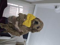 Erkek Toy Poodle