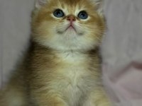 Safkan anne ve babası golden kedimiz