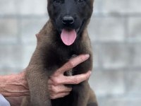 Kaliteli Kan Hattına Sahip Belçika Malinois