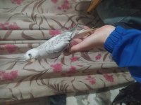 Bebek sultan papağanı