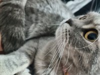 Scottish Fold İsmi Pamuk