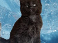 Değerini bileme özel maine coon bebeğim
