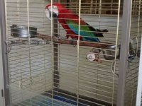Ara Macaw Papağanımız
