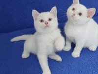 YENİ YUVASINA GİTMEYE HAZIR BRİTİSH PONÇİKLER