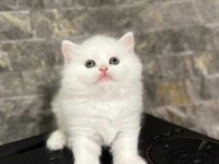 MAVİ GÖZLÜ BRITISH LONGHAIR YAVRULARIM