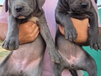 Cane corso blue