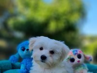 Minik Morkie Yavrularımız