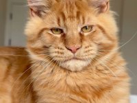 Her ile teslim renk renk xxl şampiyon maine coon yavruları