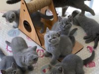 British shorthair blue bebekler