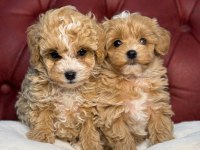 Show kalite kore maltipoo yavrularımız
