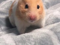 HAMSTER GONZALES YAVRU HERYERE GÖNDERİM